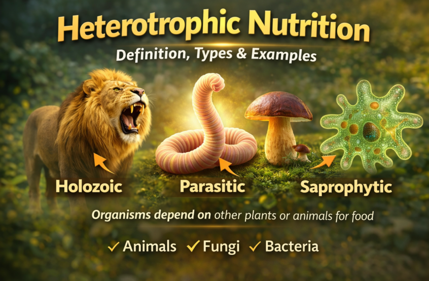 Heterotrophic Nutrition