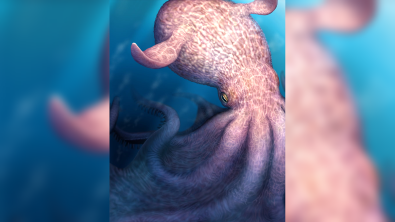 Giant 19-Metre Octopus ruled ancient oceans 100 million years ago